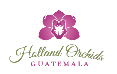 Holland Orchids
